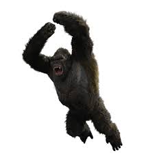 Kong